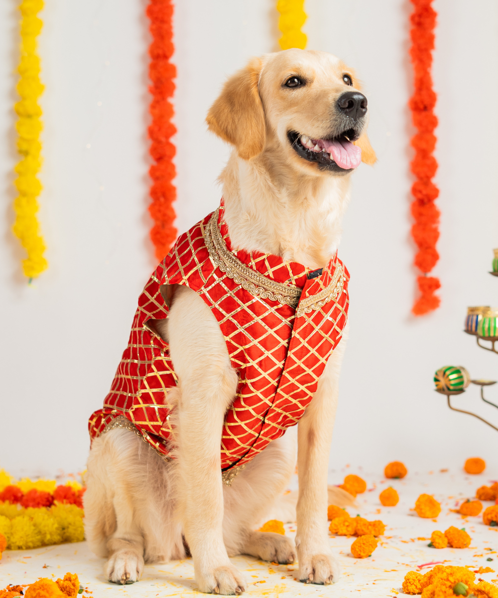 Elegant Dog Kurtas Pack of 2