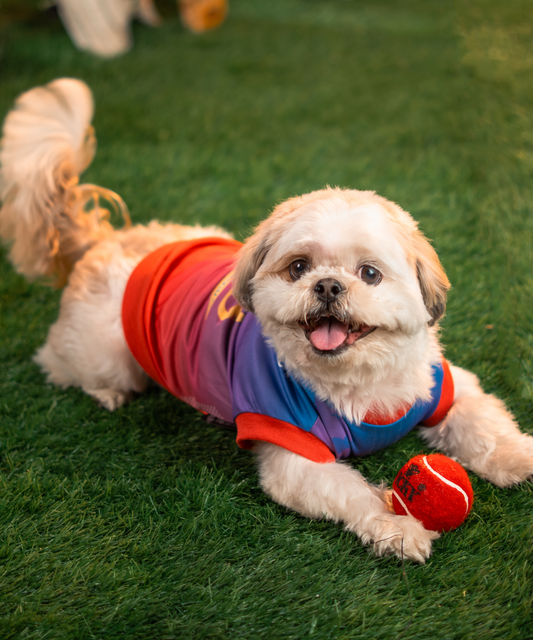 Loyal Chewers Bangalore IPL Dog Jersey