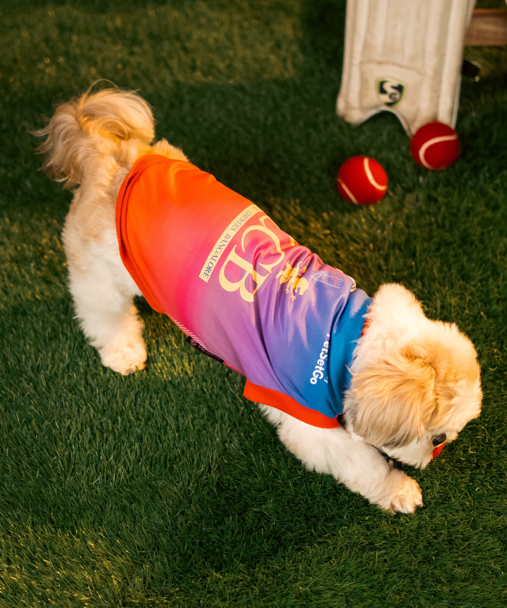 Pack of 2 IPL Dog Jersey - Striker