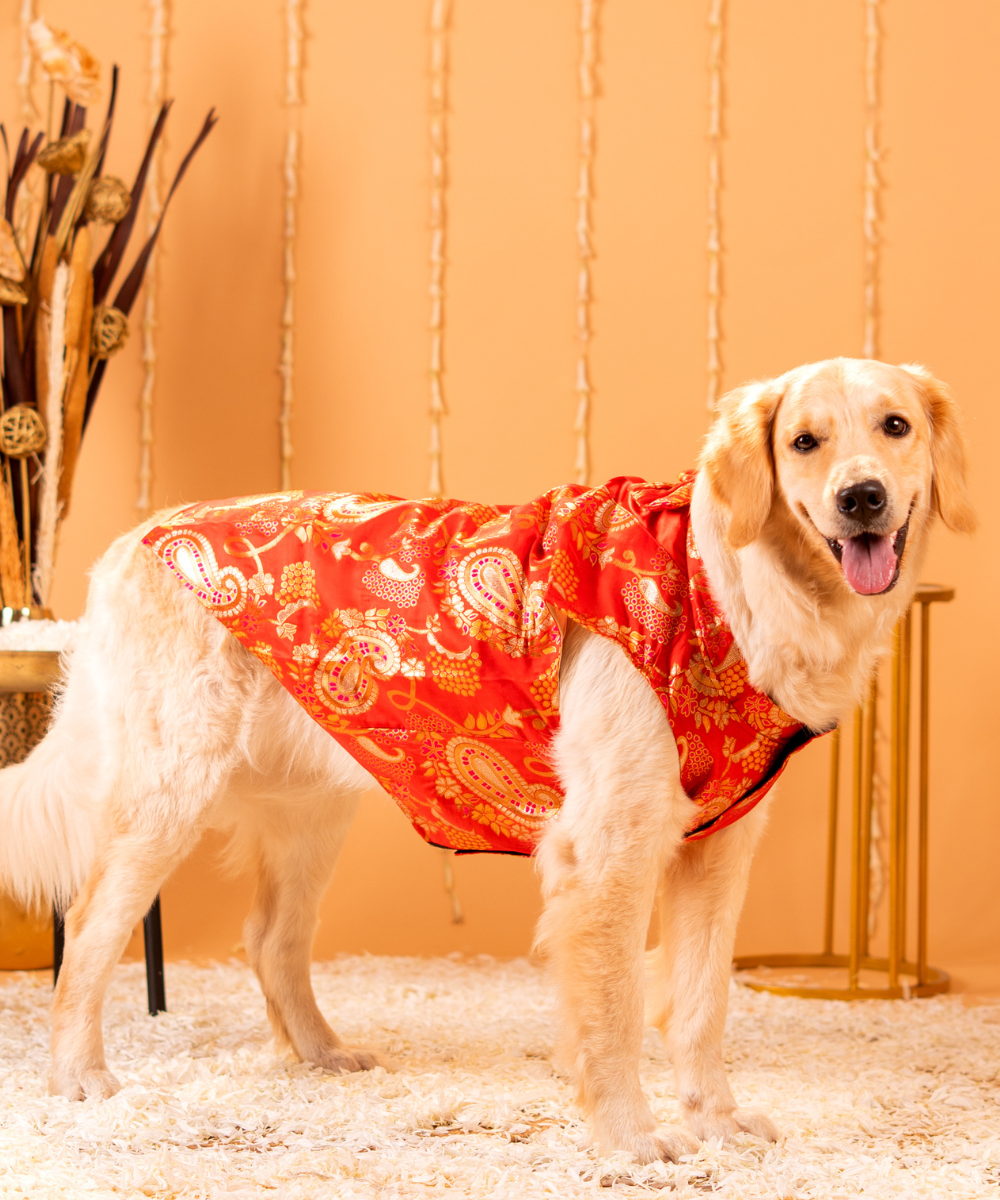 Cute Dog Kurtas Pack of 2