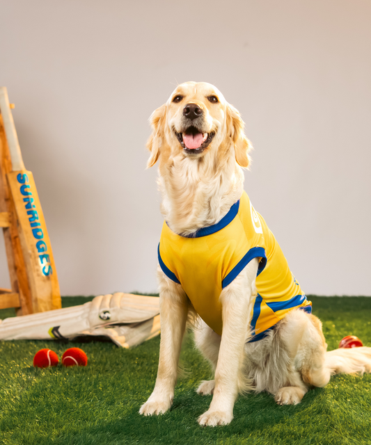 Chennai Super Paws IPL Dog Jersey