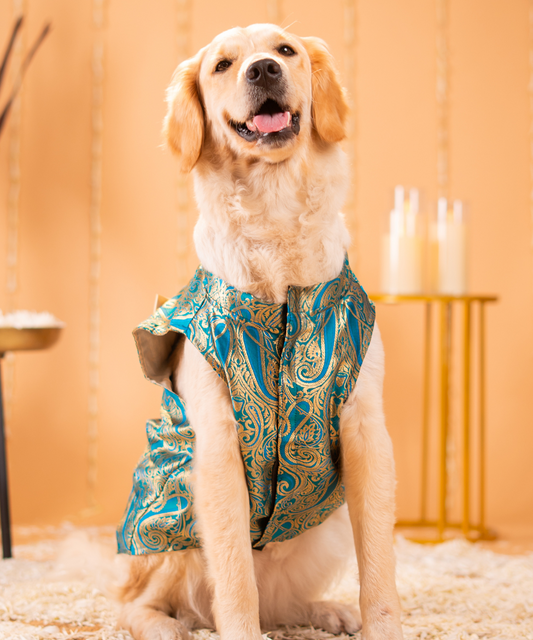 Lovely Dog Kurtas Pack of 2