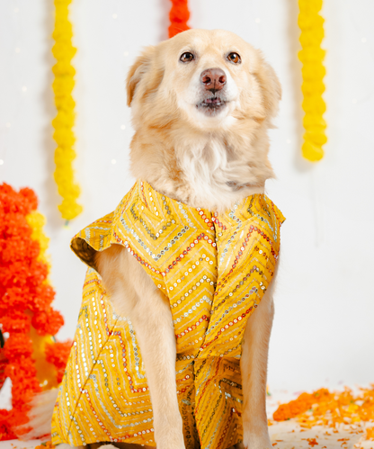Radiant Dog Kurtas Pack of 2