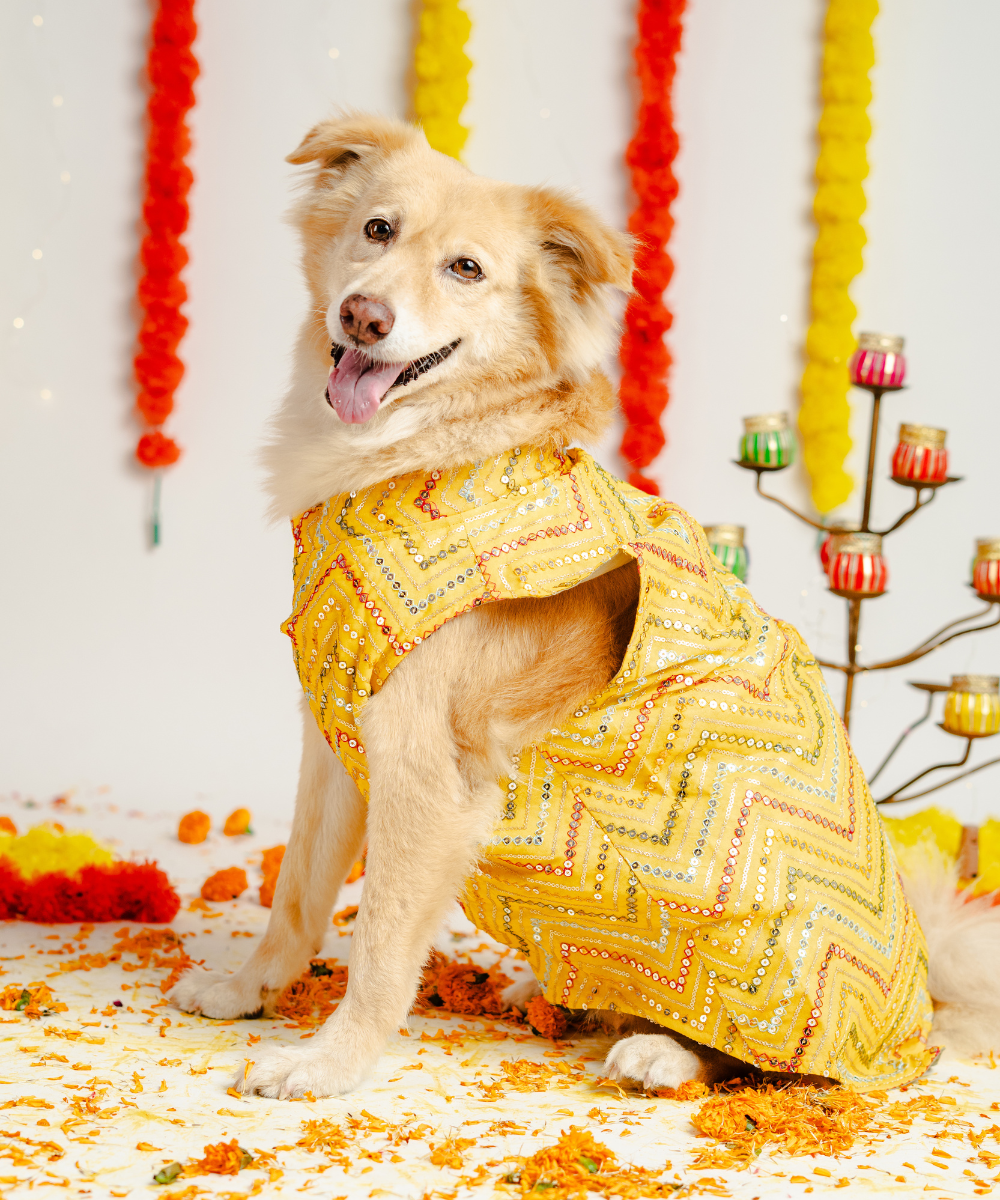 Radiant Dog Kurtas Pack of 2