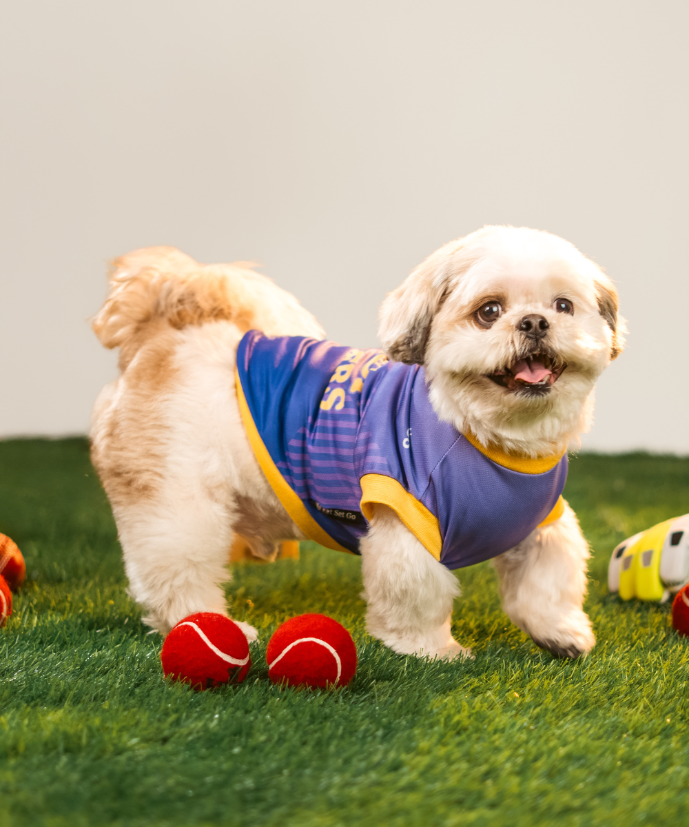 Kolkata Woof Gliders IPL Dog Jersey