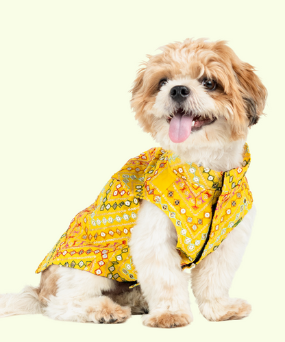 Radiant Dog Kurtas Pack of 2