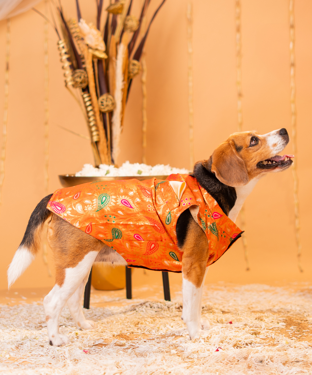 Elegant Dog Kurtas Pack of 2