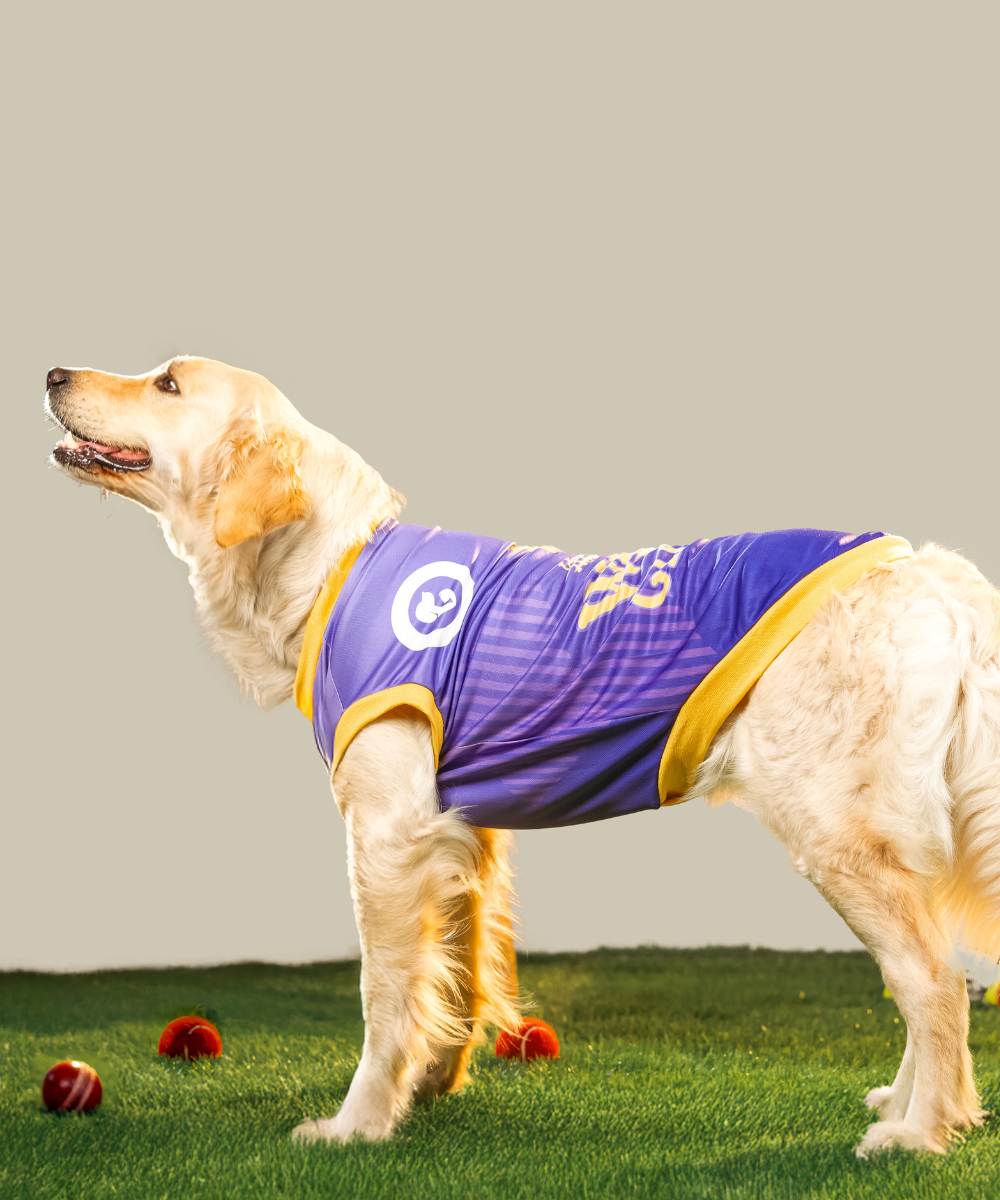 Kolkata Woof Gliders IPL Dog Jersey