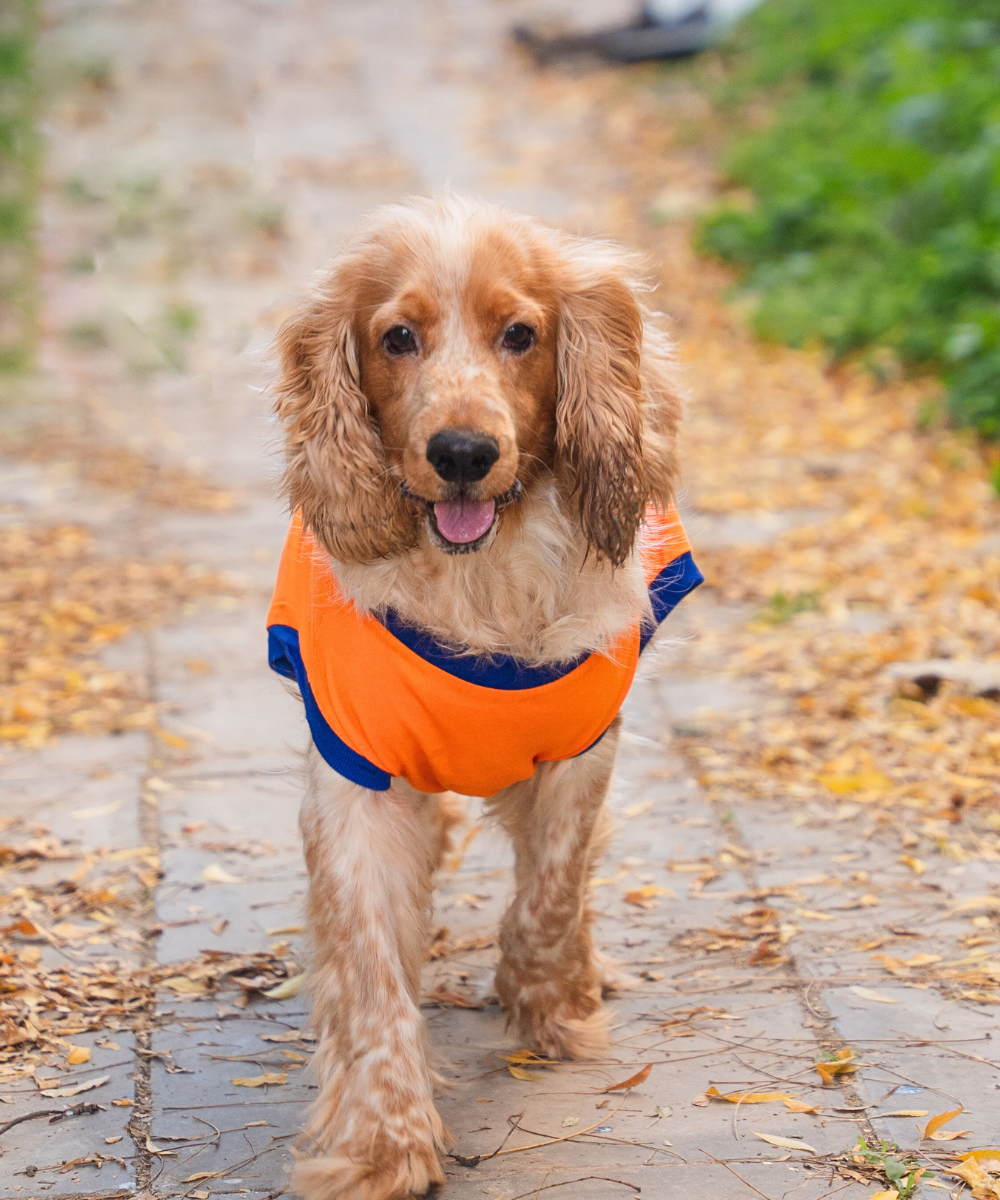 Naps & Snacks Dog T-shirt