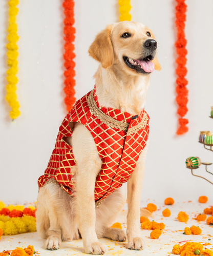 Elegant Dog Kurtas Pack of 2