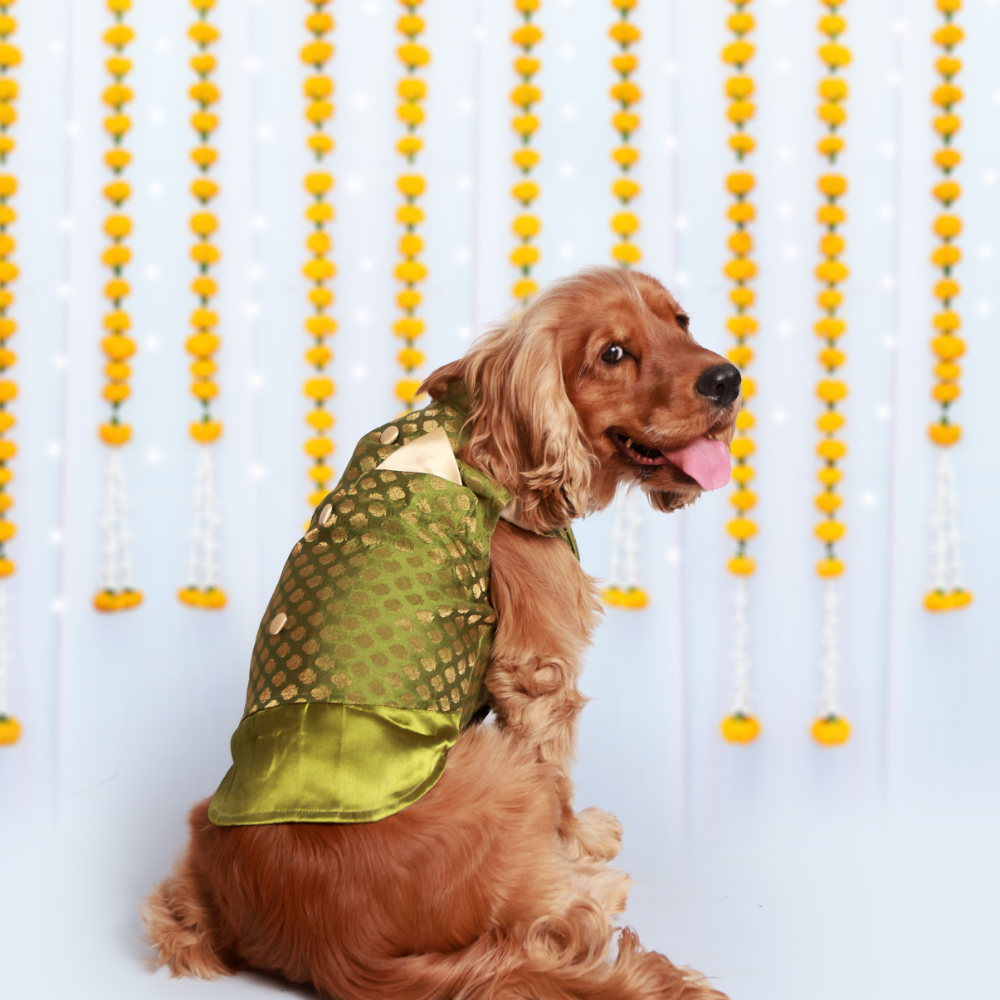 OG Dog Kurtas Pack of 2