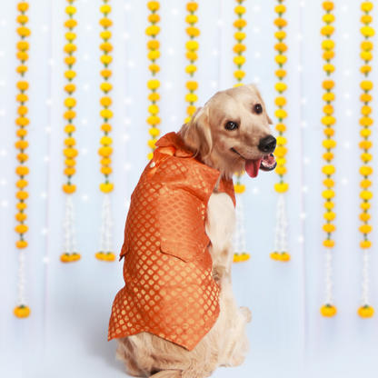 Dazzling Dog Kurtas Pack of 2