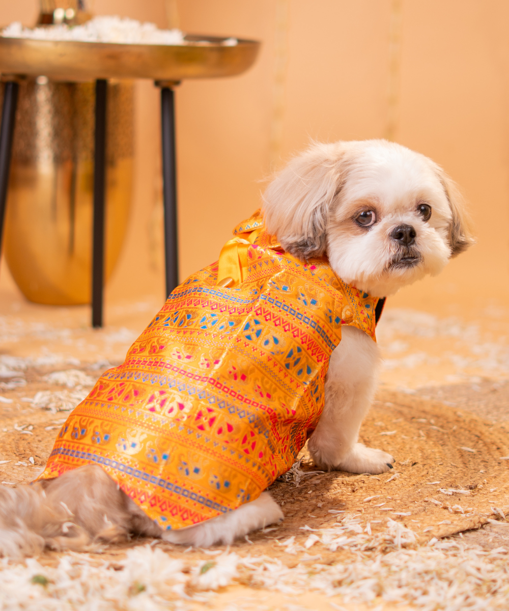 Vibrant Dog Kurtas Pack of 2