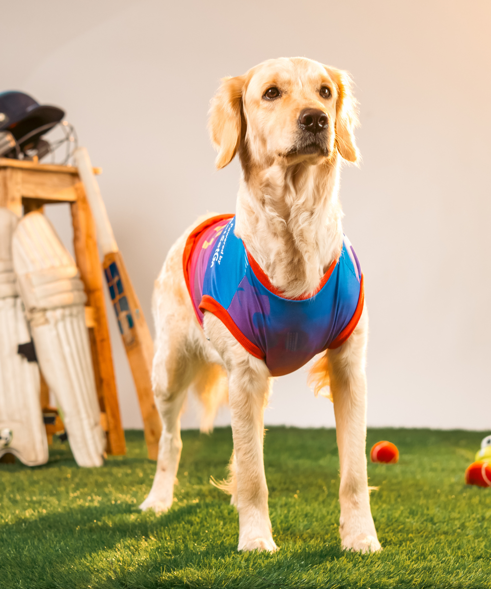 Loyal Chewers Bangalore IPL Dog Jersey