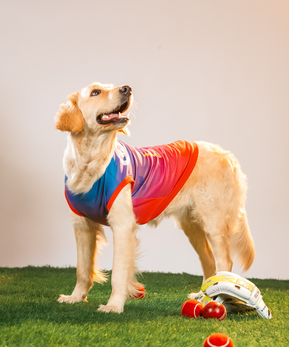 Loyal Chewers Bangalore IPL Dog Jersey