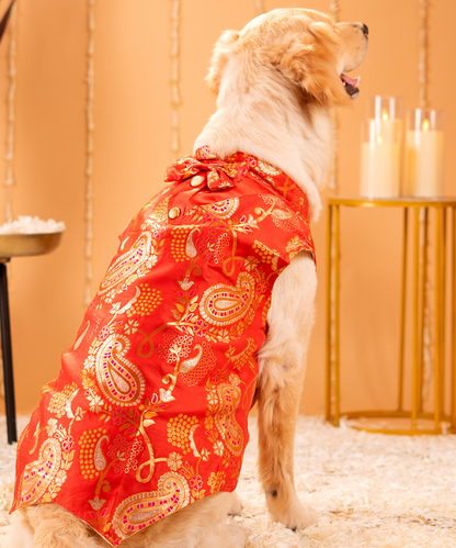 Vibrant Dog Kurtas Pack of 2