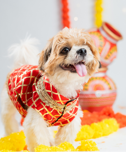 Elegant Dog Kurtas Pack of 2