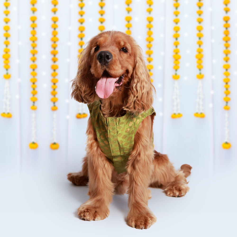 OG Dog Kurtas Pack of 2