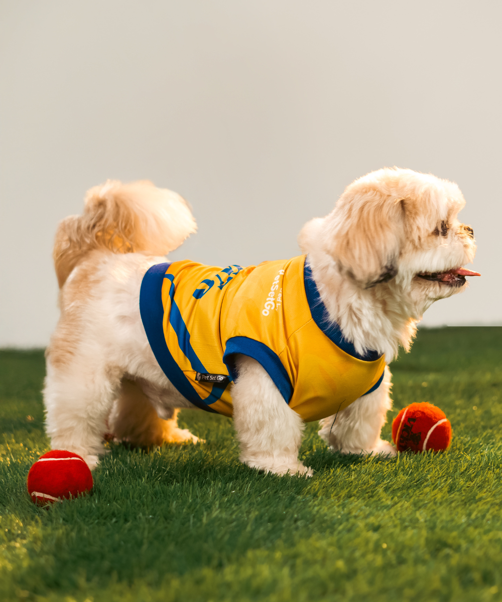 Chennai Super Paws IPL Dog Jersey