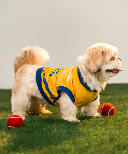 Chennai Super Paws IPL Dog Jersey