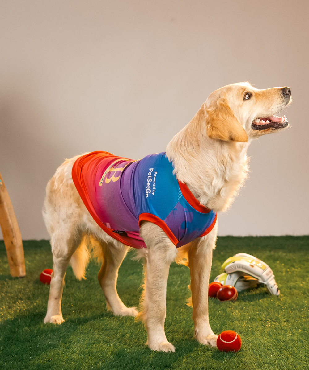 Loyal Chewers Bangalore IPL Dog Jersey
