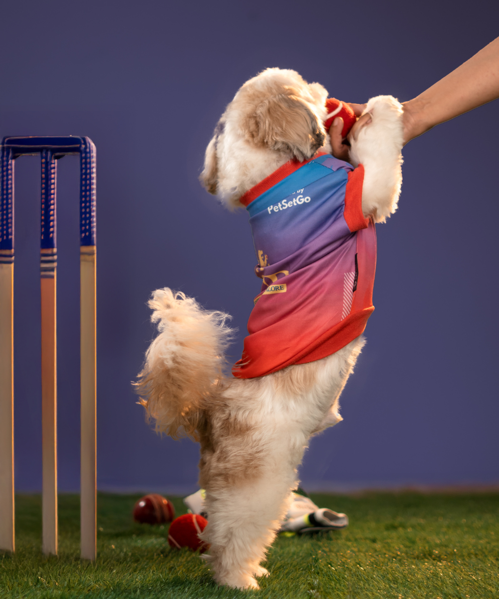 Pack of 2 IPL Dog Jersey - PawPlay