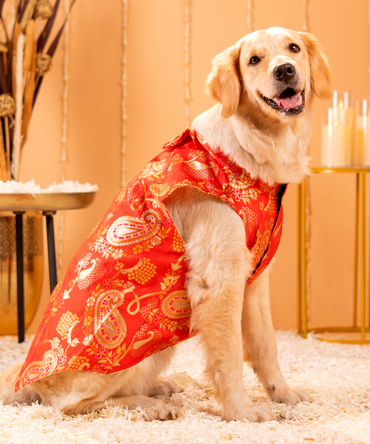 Radiant Dog Kurtas Pack of 2