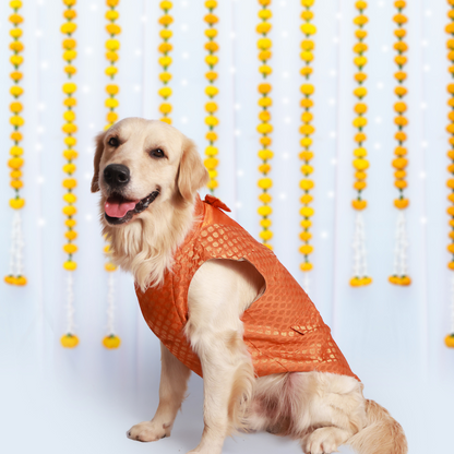 Dazzling Dog Kurtas Pack of 2