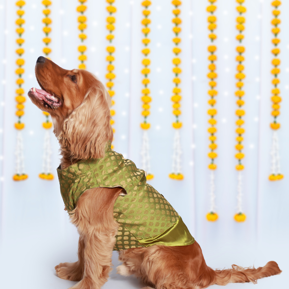 OG Dog Kurtas Pack of 2