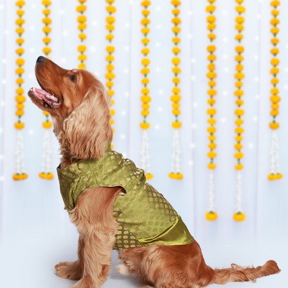 OG Dog Kurtas Pack of 2