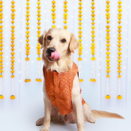 Dazzling Dog Kurtas Pack of 2