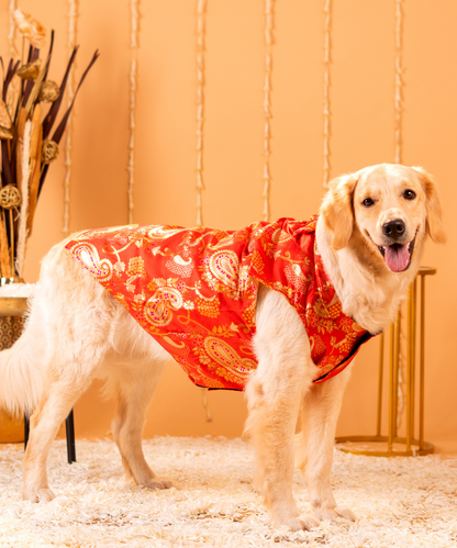 Radiant Dog Kurtas Pack of 2