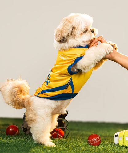 Chennai Super Paws IPL Dog Jersey