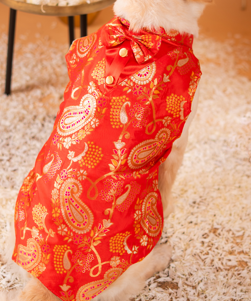 Cute Dog Kurtas Pack of 2